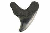 Rare, Fossil Mackerel Shark (Parotodus) Tooth - Georgia #142296-1
